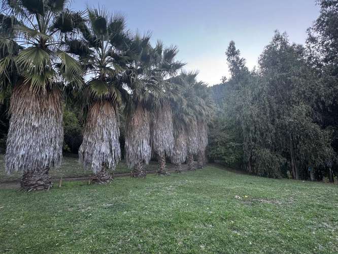 LA VIDA QUE TANTO SOÑASTE!    2,5 HÁ   LOS MAQUIS - ROMERAL