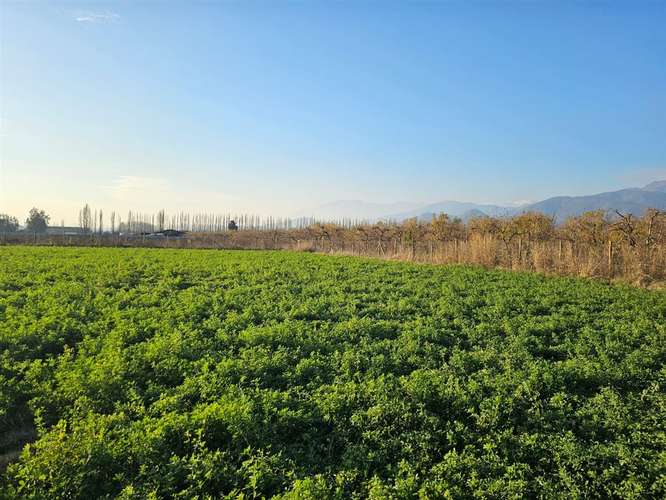 PARCELA Las Delicias, Codegua