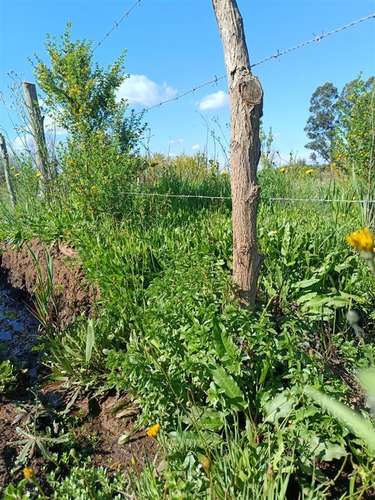 Terreno en venta en Bulnes - Imagen 9
