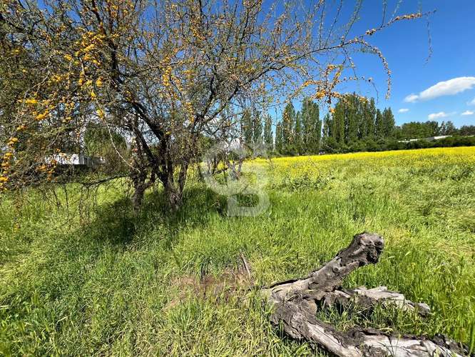 Sitio | Chicureo Centro | Sector Los Ingleses - Imagen 8