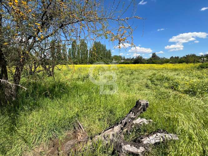 Sitio | Chicureo Centro | Sector Los Ingleses - Imagen 13