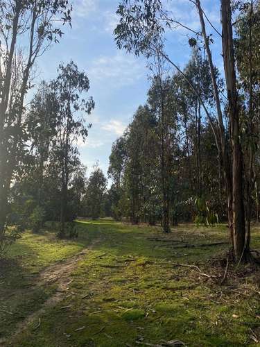 Parcela en Navidad A 25 MINUTOS DE MATANZAS Y 2 HORAS STGO