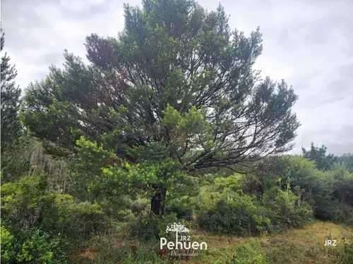 Parcela a 6 km de Niebla, sector Cutipay (186929) - Imagen 10