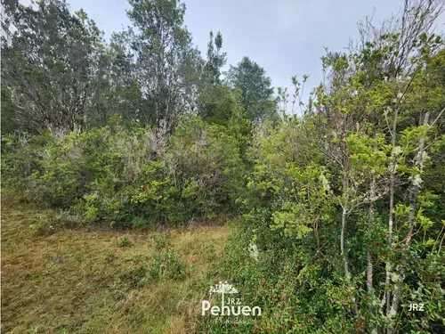 Parcela a 6 km de Niebla, sector Cutipay (186929) - Imagen 8