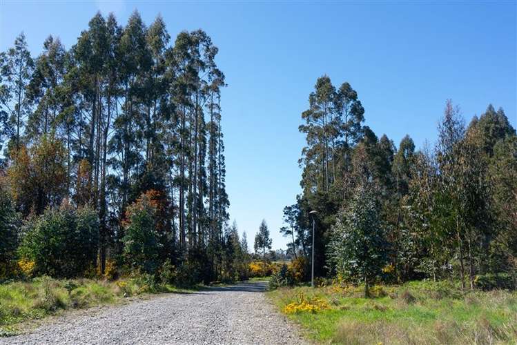 Sitio en venta en Puerto Varas - Imagen 6