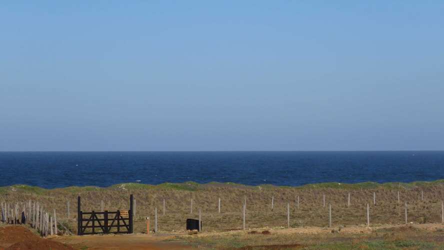 Tregualemu, Pelluhue (186984)