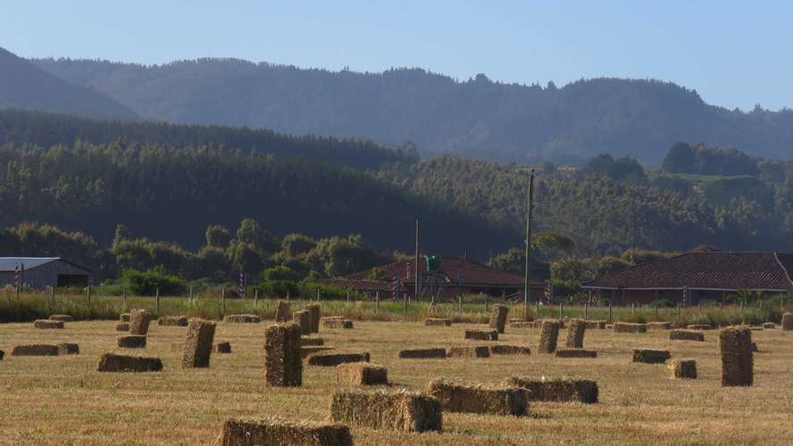 Tregualemu, Pelluhue (186984)