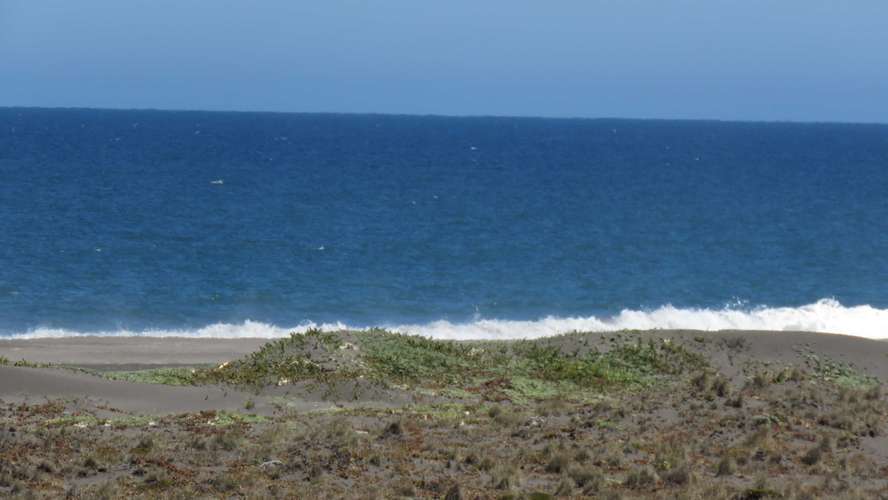 Tregualemu, Pelluhue (186984)