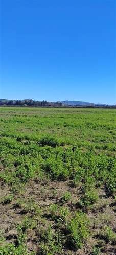 PARCELAS PLANAS CON CANAL DE RIEGO EN PERALILLO OPORTUNIDAD