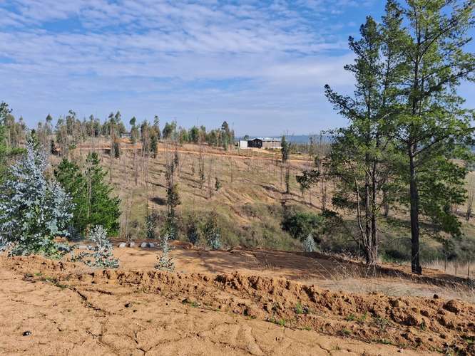PARCELA CON TERRAZAS Y CIERRE PERIMETRAL EN VIVE BUCALEMU