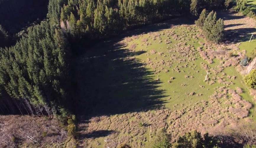CAMPO DE 4 HECTÁREAS CON EUCALIPTOS  EN LA UNIÓN - Imagen 12