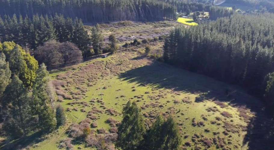 CAMPO DE 4 HECTÁREAS CON EUCALIPTOS  EN LA UNIÓN