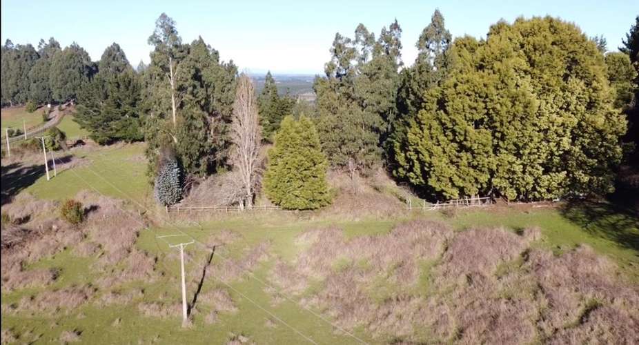 CAMPO DE 4 HECTÁREAS CON EUCALIPTOS  EN LA UNIÓN - Imagen 9