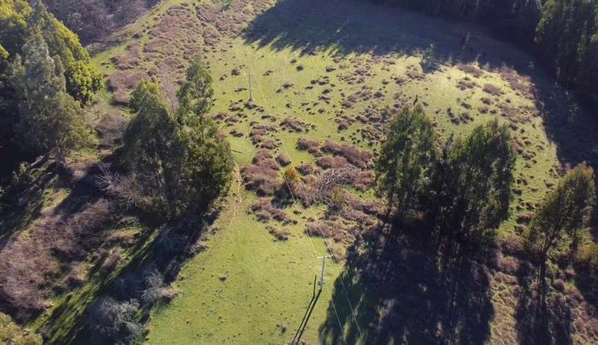 CAMPO DE 4 HECTÁREAS CON EUCALIPTOS  EN LA UNIÓN - Imagen 13