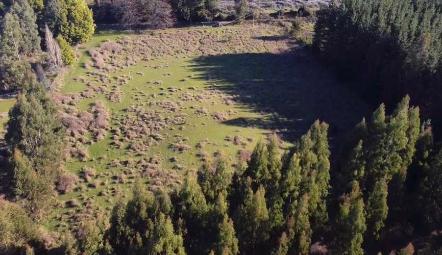 CAMPO DE 4 HECTÁREAS CON EUCALIPTOS  EN LA UNIÓN - Imagen 17