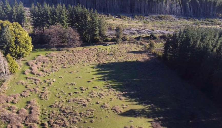 CAMPO DE 4 HECTÁREAS CON EUCALIPTOS  EN LA UNIÓN - Imagen 8