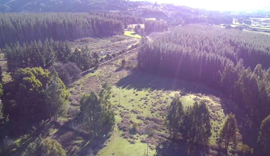 CAMPO DE 4 HECTÁREAS CON EUCALIPTOS  EN LA UNIÓN - Imagen 14