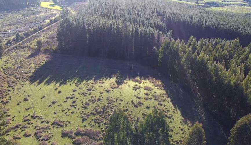 CAMPO DE 4 HECTÁREAS CON EUCALIPTOS  EN LA UNIÓN - Imagen 15