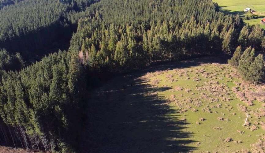 CAMPO DE 4 HECTÁREAS CON EUCALIPTOS  EN LA UNIÓN - Imagen 11