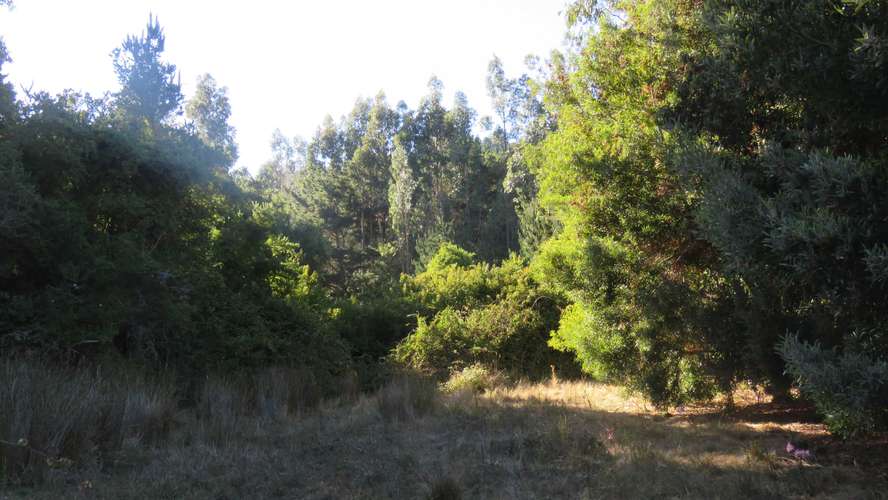 Pullay, Cobquecura (187039) - Imagen 10