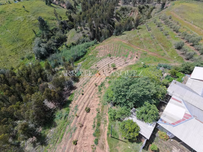 Venta Campo Agrícola y Vitivinícola de 8,5 Ha – Trehuaco - Minas de Leuque