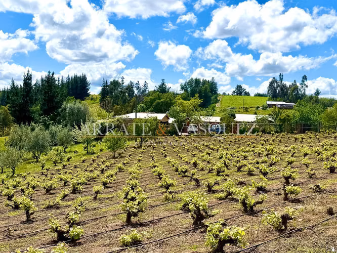 Venta Campo Agrícola y Vitivinícola de 8,5 Ha – Trehuaco - Minas de Leuque