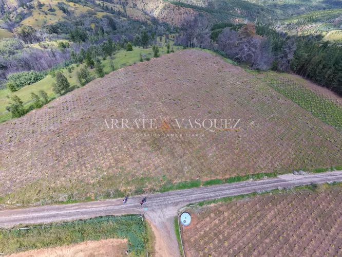 Venta Campo Agrícola y Vitivinícola de 8,5 Ha – Trehuaco - Minas de Leuque