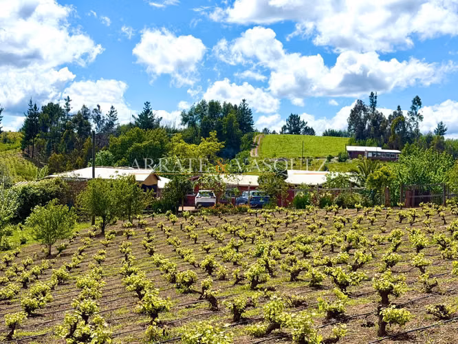 Venta Campo Agrícola y Vitivinícola de 8,5 Ha – Trehuaco - Minas de Leuque