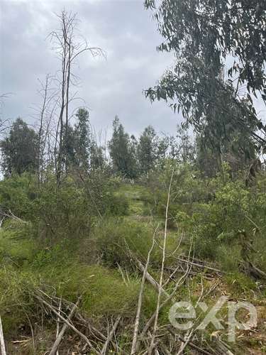 Parcela 5.000 m2 en venta en Limache