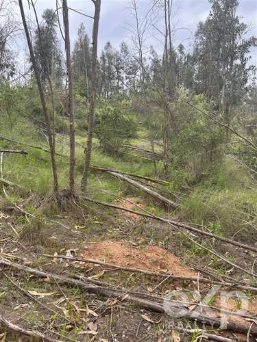 Parcela 5.000 m2 en venta en Limache