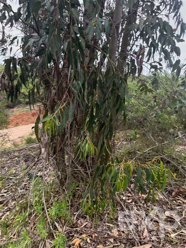 Parcela 5.000 m2 en venta en Limache