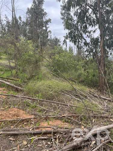 Parcela 5.000 m2 en venta en Limache