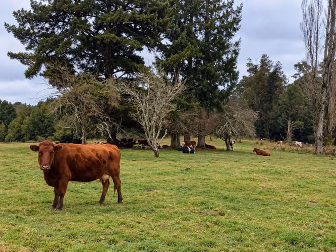Campo 120 Ha: 50 Ha Agrícolas, 70 Ha de Bosque Nativo, Río y Vistas a Lagos y Volcanes