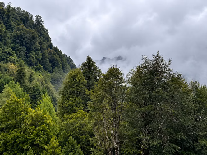 Campo 120 Ha: 50 Ha Agrícolas, 70 Ha de Bosque Nativo, Río y Vistas a Lagos y Volcanes