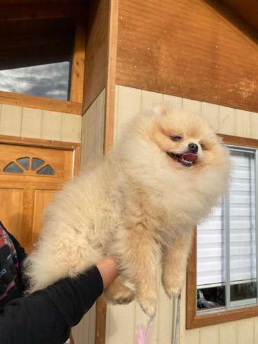 Pomerania macho