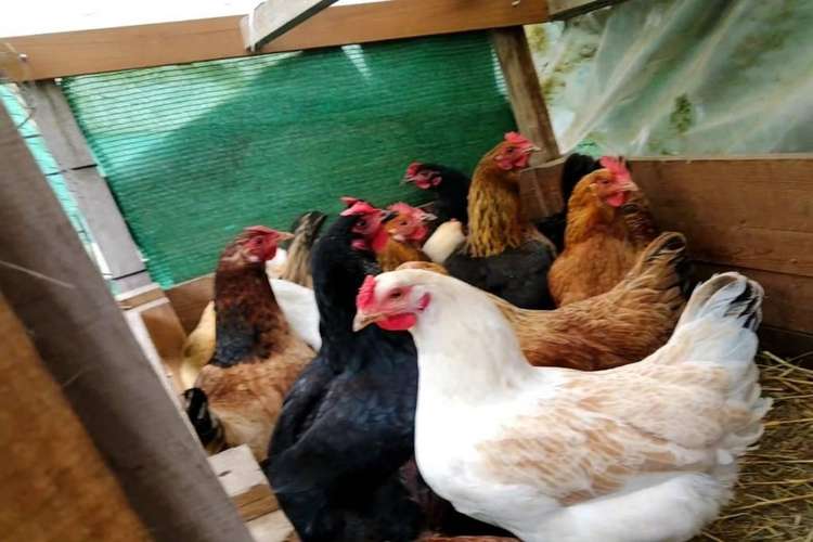 Gallinas