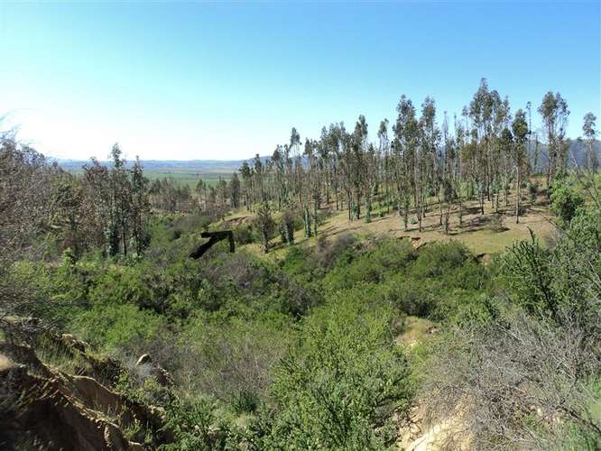 Parcela en venta en Hualañe - Imagen 35