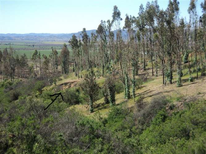 Parcela en venta en Hualañe - Imagen 36