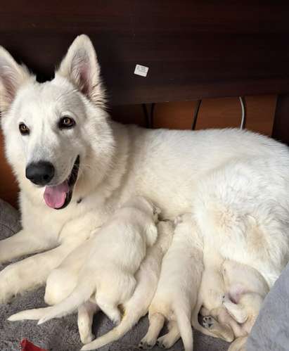 Puppys - 