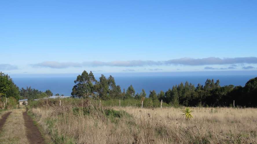 Mar y Campo, buchupureo (187252) - Imagen 2