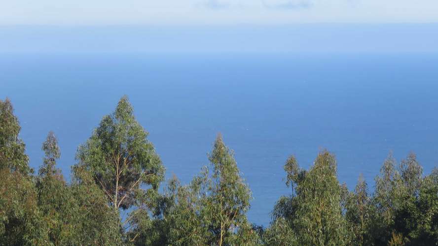 Mar y Campo, buchupureo (187252) - Imagen 9