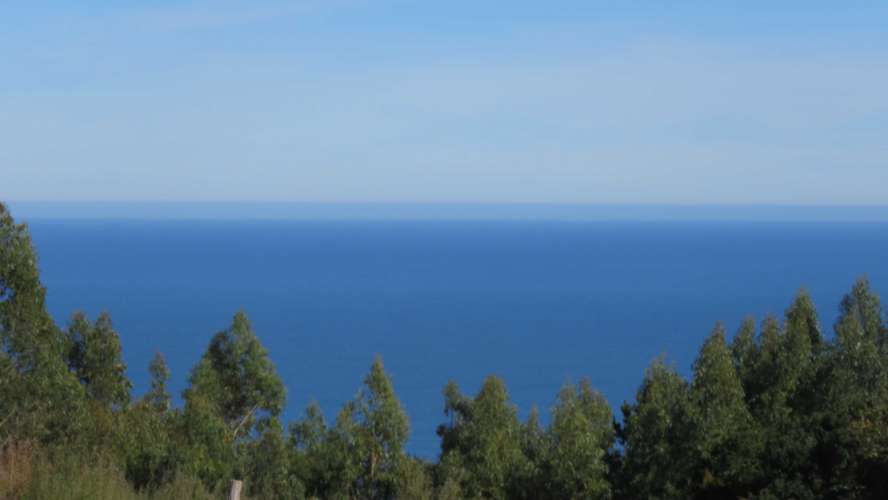 Mar y Campo, buchupureo (187252) - Imagen 5