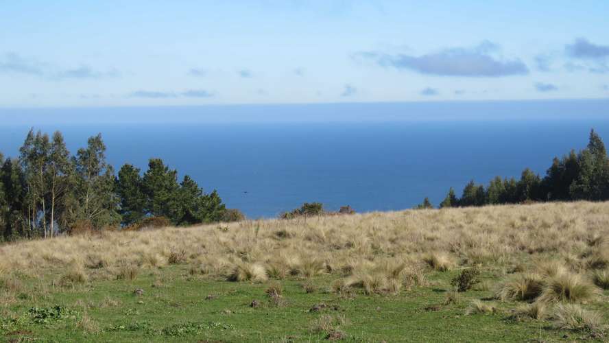 Mar y Campo, buchupureo (187252)