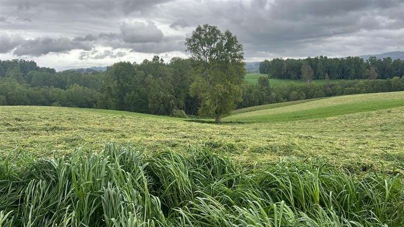 Agrícola en venta en Los Lagos - Imagen 32