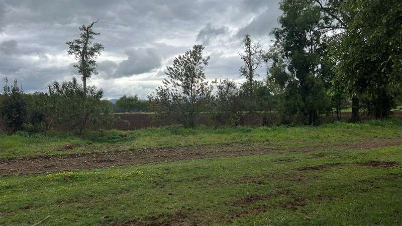 Agrícola en venta en Los Lagos - Imagen 14