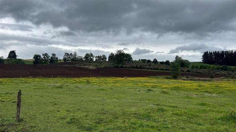 Agrícola en venta en Los Lagos - Imagen 13