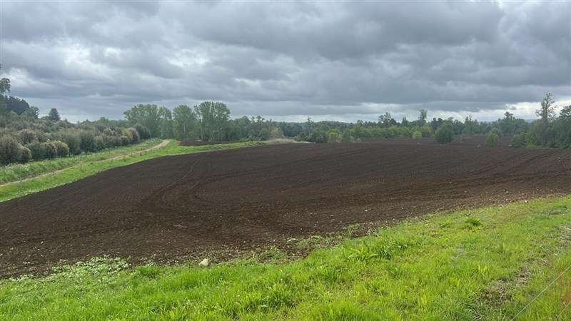 Agrícola en venta en Los Lagos - Imagen 9