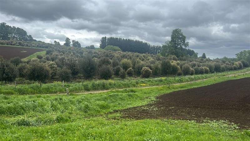 Agrícola en venta en Los Lagos - Imagen 12