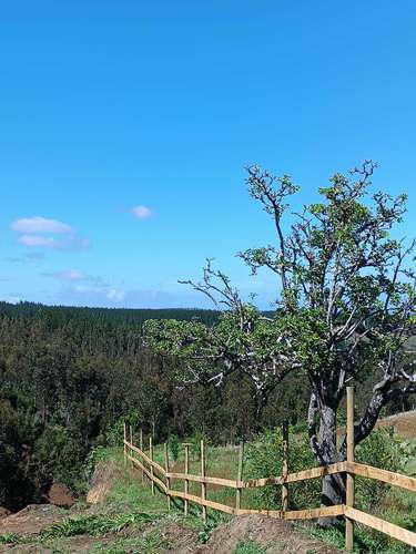 El Castaño, Cobquecura (187276) - Imagen 4