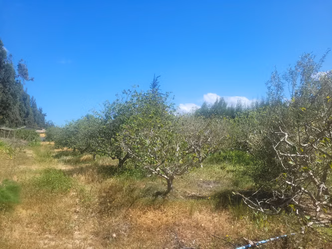 Se vende parcela de agrado 5.000 m2